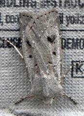 Agrotis vetusta