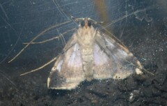 Gigantoceras rectilinea