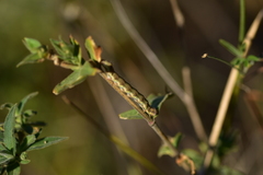 Helicoverpa armigera