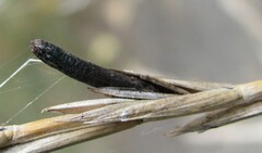Claviceps purpurea
