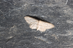 Idaea calunetaria