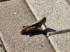 Melanoplus differentialis