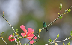 Chlorostilbon gibsoni