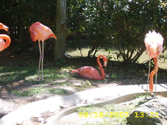 Phoenicopterus