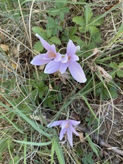 Colchicum autumnale