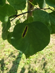 Pseudocercospora vitis