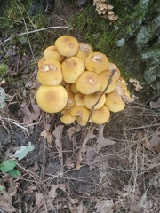 Kuehneromyces mutabilis