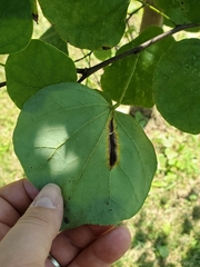 Pseudocercospora vitis