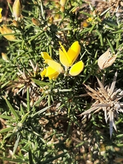 Ulex europaeus