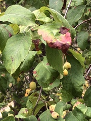 Malus fusca