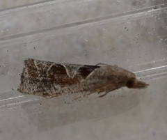 Pelochrista similiana