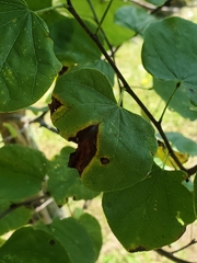 Pseudocercospora vitis