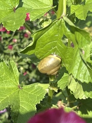 Cepaea nemoralis