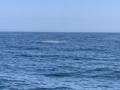 Balaenoptera musculus