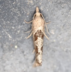 Pelochrista similiana