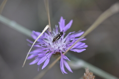 Scythris knochella