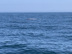 Balaenoptera musculus