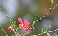 Chlorostilbon gibsoni