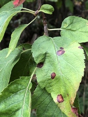 Malus fusca