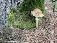 Amanita rubescens