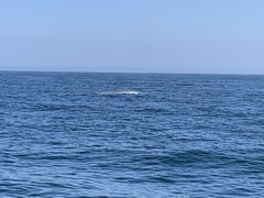 Balaenoptera musculus