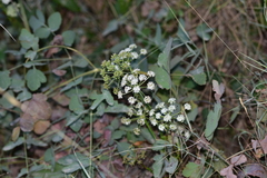 Peucedanum cervaria