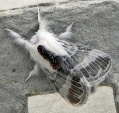 Tolype velleda