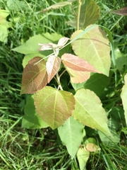 Populus tremula