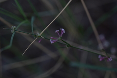 Asperula aristata