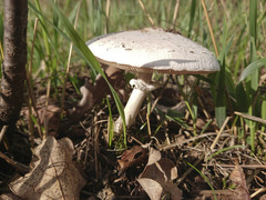 Leucoagaricus leucothites