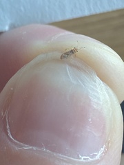 Thaumastocoris peregrinus