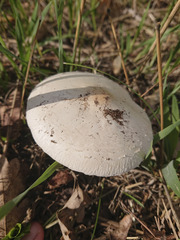 Leucoagaricus leucothites