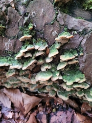 Trichaptum abietinum