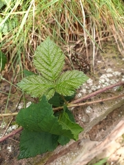 Rubus caesius