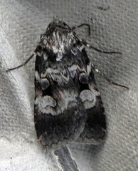Feltia geniculata
