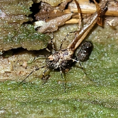 Platybunus