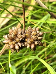 Allium