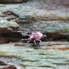 Platybunus