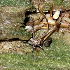 Platybunus