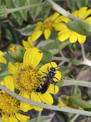 Dielis trifasciata