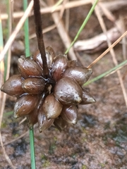 Allium