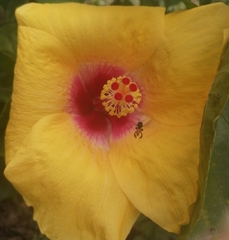 Trigona fulviventris