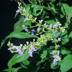 Vitex
