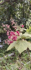 Clerodendrum infortunatum