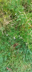 Erigeron