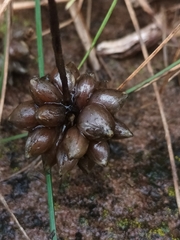 Allium