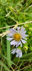 Erigeron