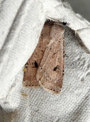 Agrotis vetusta