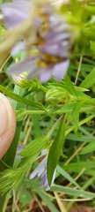 Erigeron