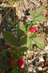 Rosa marginata